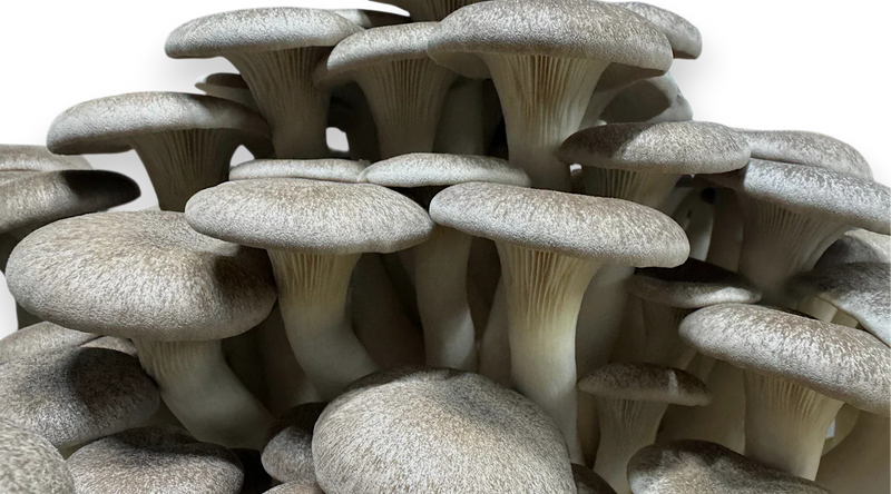 close up image of black pearl king mushrooms