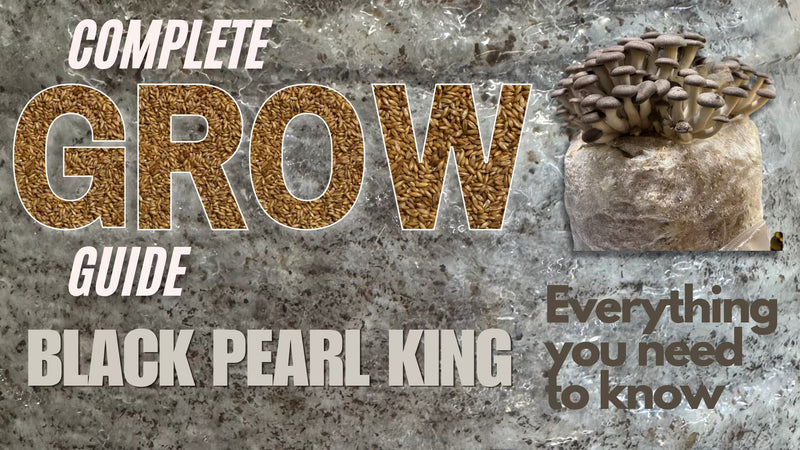 Blog post Banner on a complete guide on how to grow Black Pearl King Mushrooms