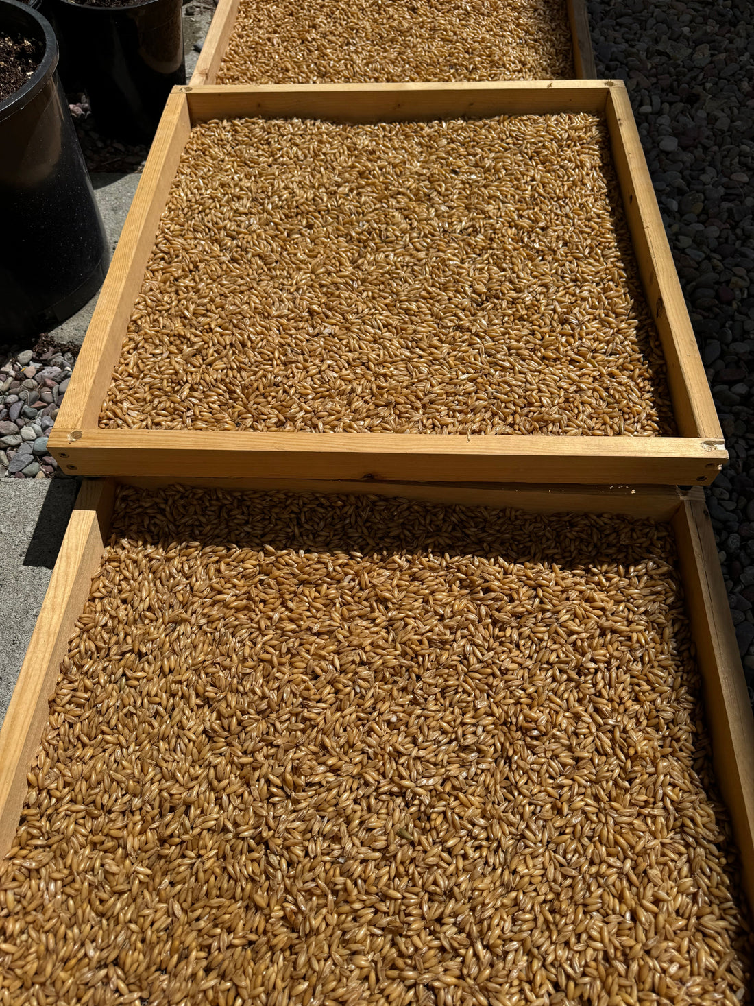 DIY Cold Dehydrator & Grain Drying Rack - Rhizo Funga