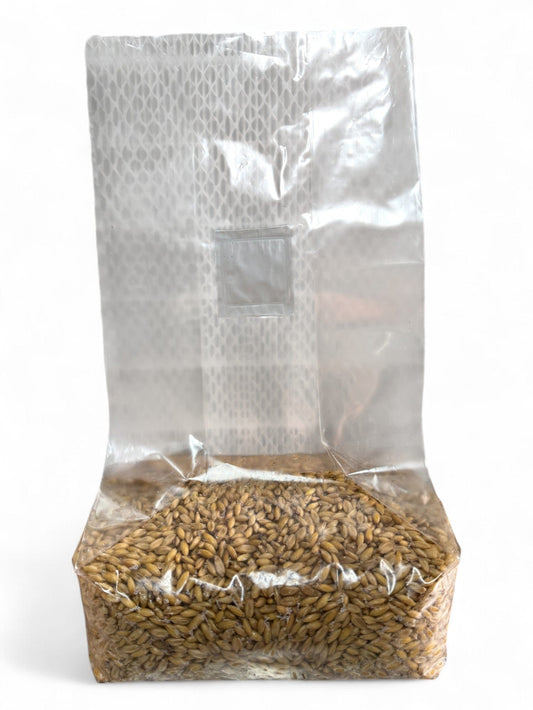 How to Make Grain Spawn for Gourmet Mushrooms - Rhizo Funga