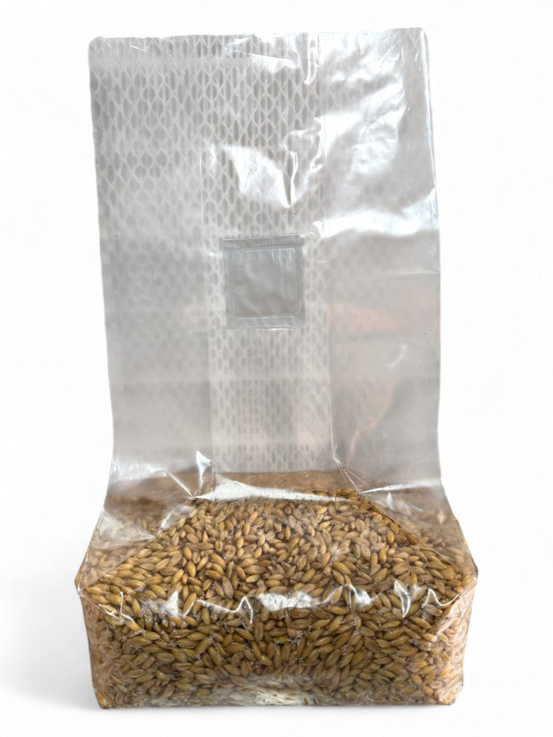 How to Make Grain Spawn for Mushrooms - Rhizo Funga