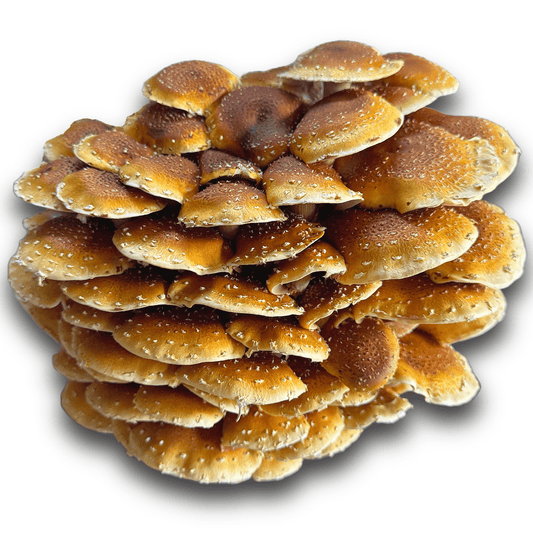 No-Pressure-Cooker Mushroom Tek (for Beginners) - Rhizo Funga