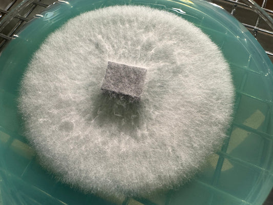 The Best Agar Recipe for Mycology (Complete Tek) - Rhizo Funga