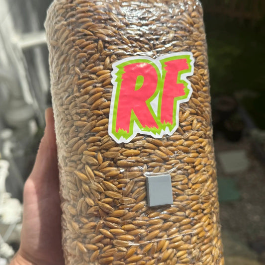 Where to Buy Mushroom Grain Spawn for Home Cultivation (2025 Guide) - Rhizo Funga