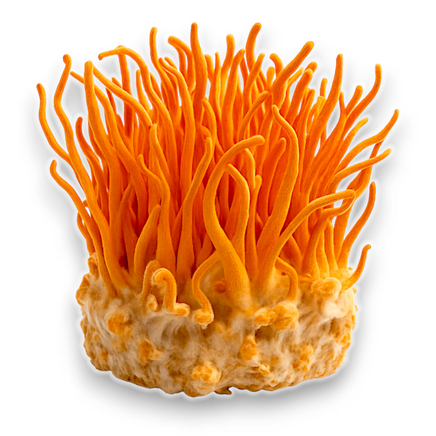 Cluster of Cordyceps (Cordyceps Militaris) mushrooms on a white background.