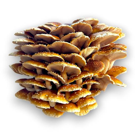 Cluster of Chestnut (Pholiota Adiposa) mushrooms on a black background