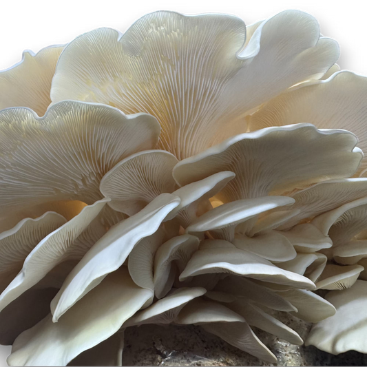 Close-up of a cluster of Super Scallop Oyster (Pleurotus Ostreatus) mushrooms on a fruiting block with a hand for scale.