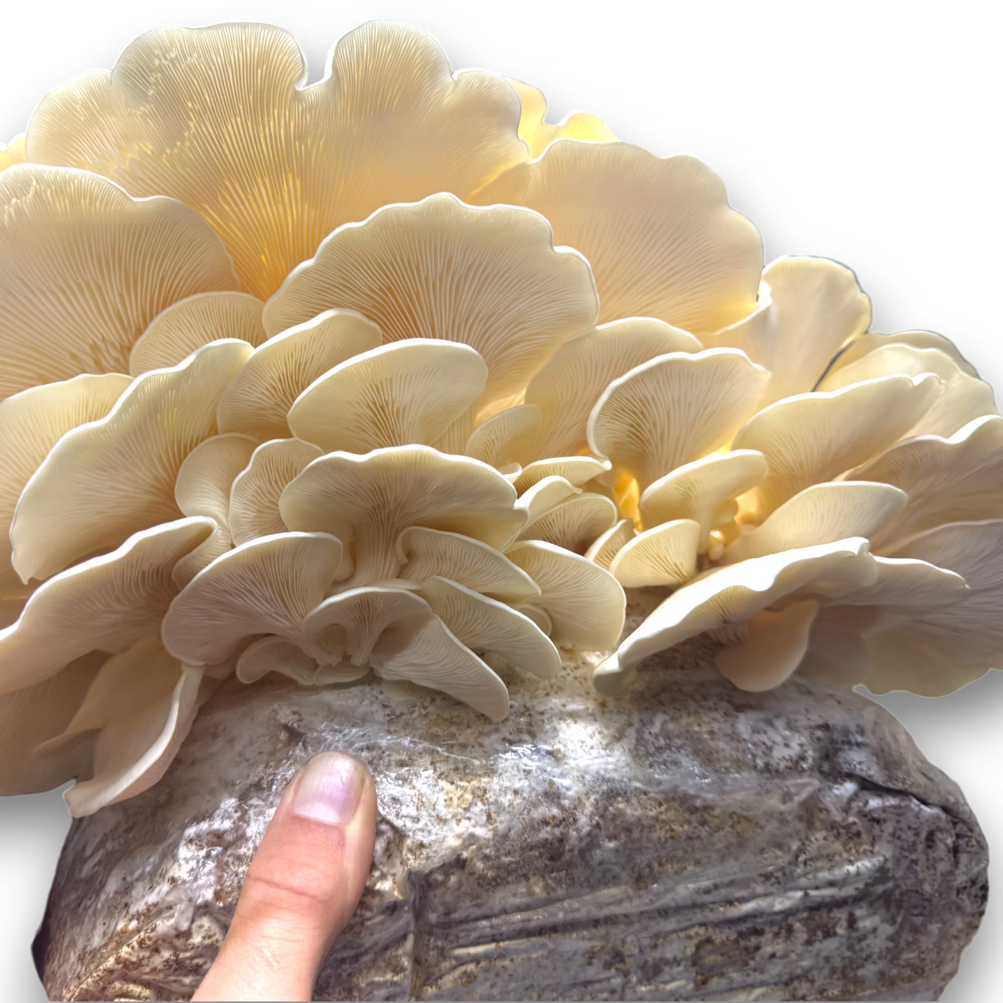 Close-up of a cluster of Super Scallop Oyster (Pleurotus Ostreatus) mushrooms on a fruiting block with a hand for scale.