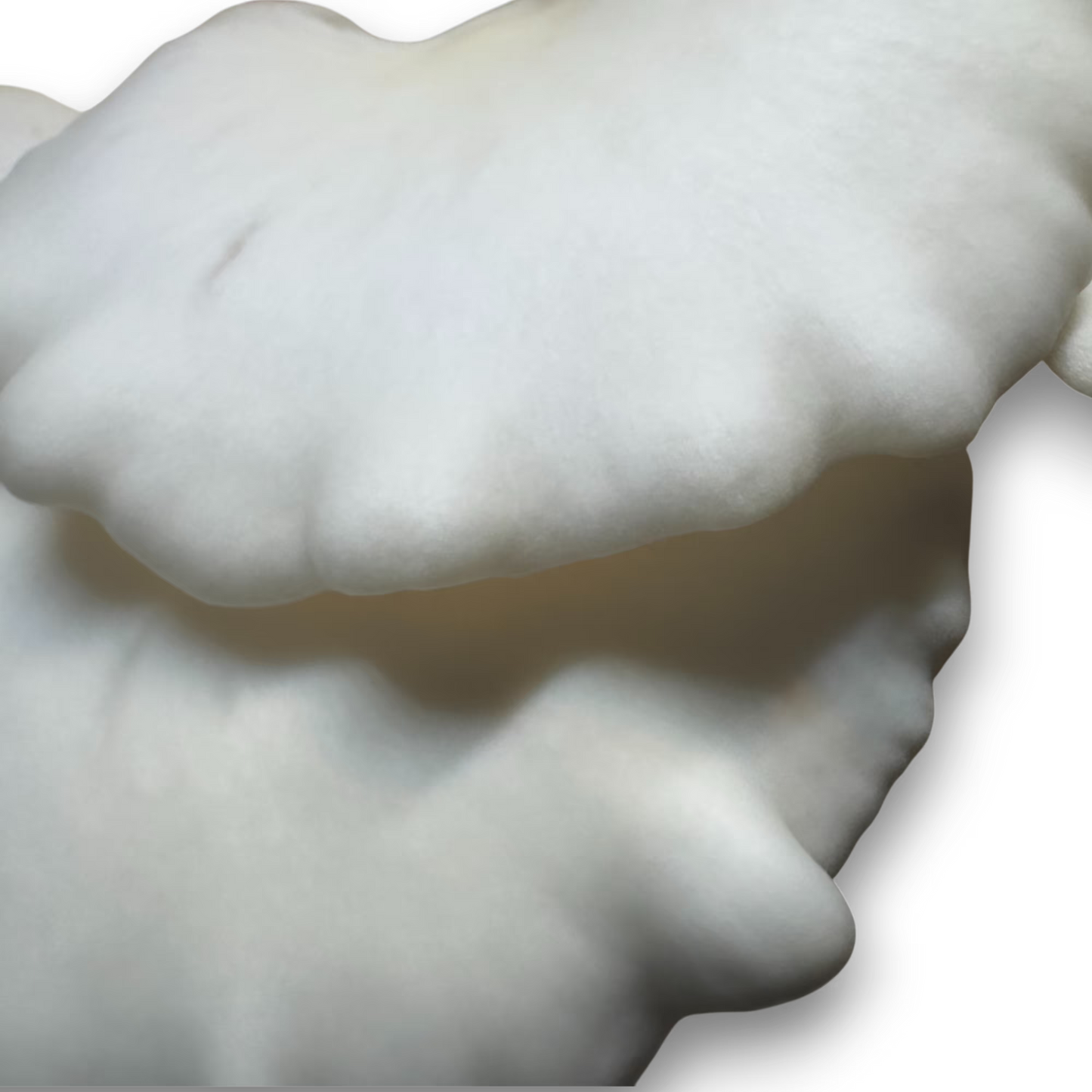 Close-up of a cluster of Super Scallop Oyster (Pleurotus Ostreatus) mushrooms