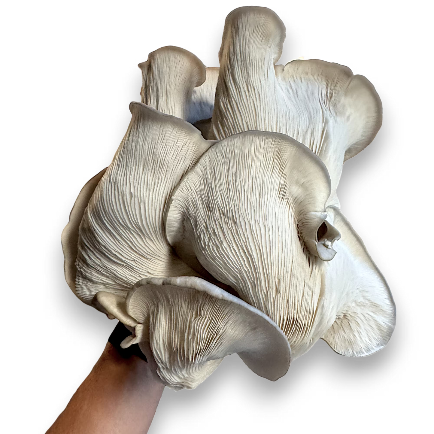 Bunch of large Branched Oyster (Pleurotus Cornucopiae) mushrooms held by a hand on a black background.