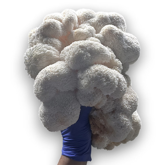 large cluster of Lion's Mane (Hericium Erinaceus) mushrooms being held up by a hand with a nitrile glove for scale on a white background.