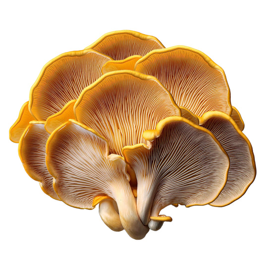 Close-up of a cluster of Golden Oyster (Pleurotus Citrinopileatus) mushrooms on a white background