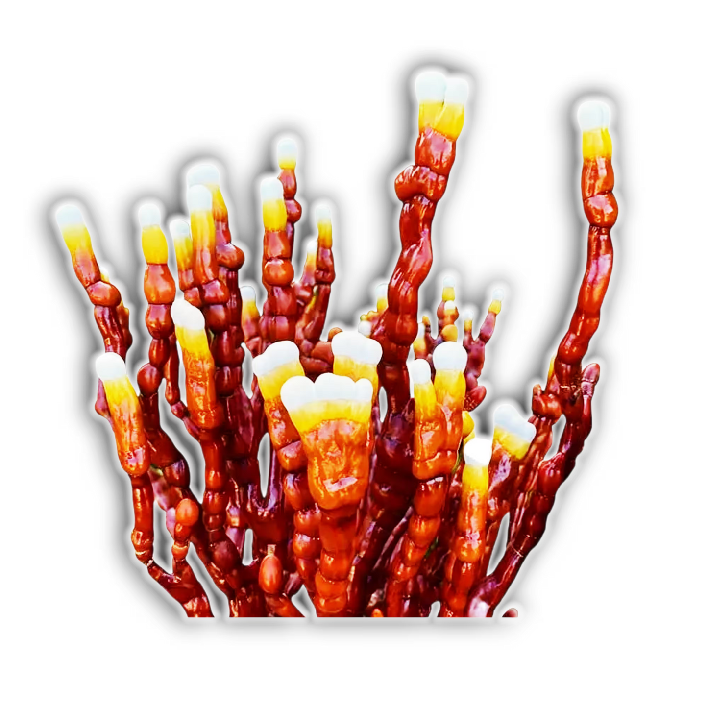 Cluster of mature Antler Reishi (Ganoderma lingzhi) mushrooms on a white background.