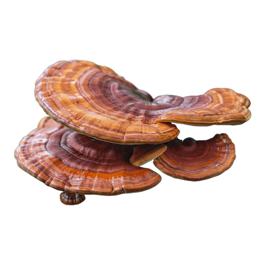 Close-up of a cluster of Red Reishi (Ganoderma lucidum) mushrooms on a white background.