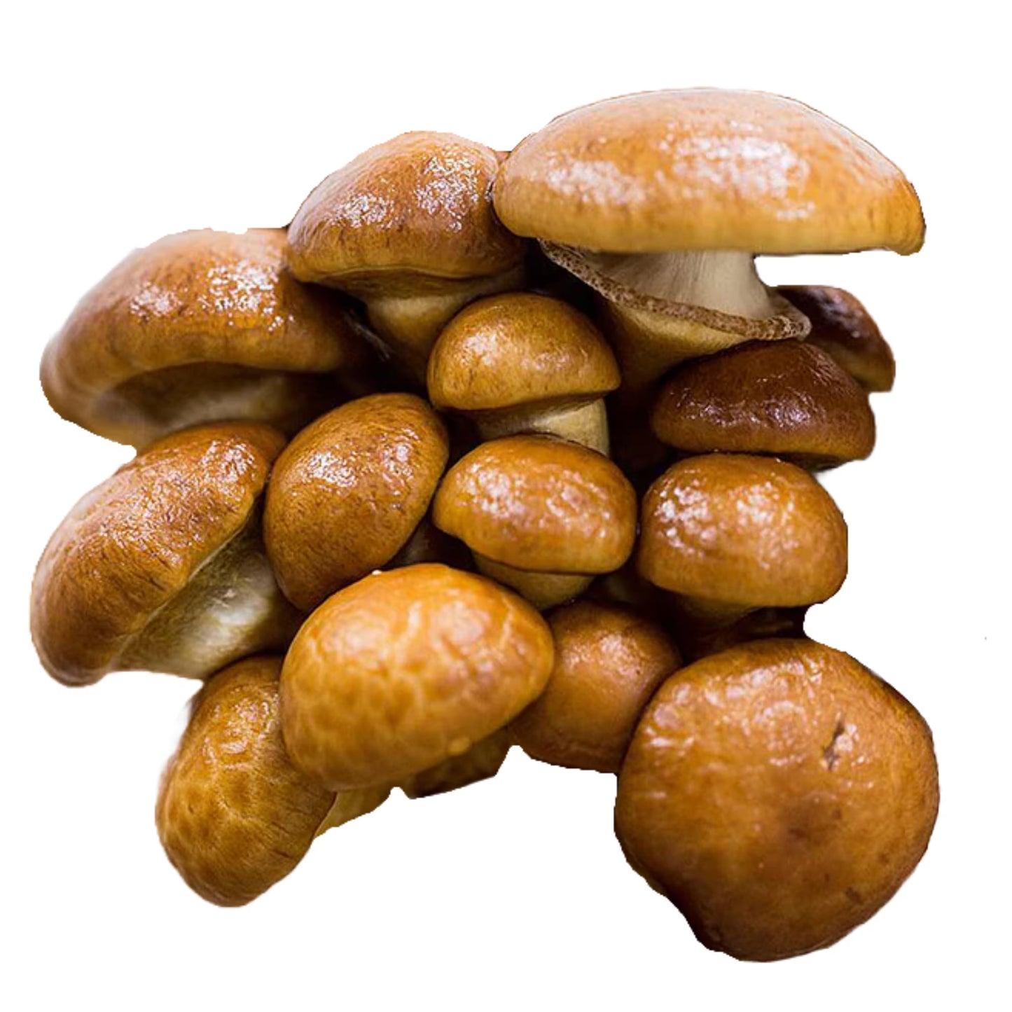 Close-up of a cluster of Nameko (Pholiota Microspora) mushrooms on a white background