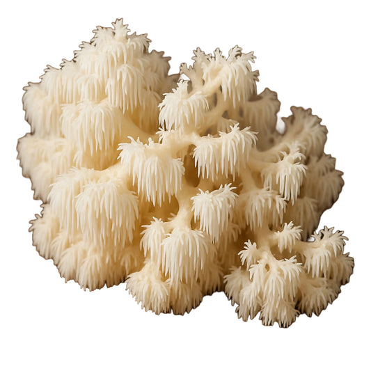 Cluster of Comb Tooth (Hericium Corraloides) mushrooms on a white background.