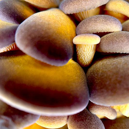 Close-up young of Purple Mukitake (Sarcomyxa Serotina) mushorooms with intricate details