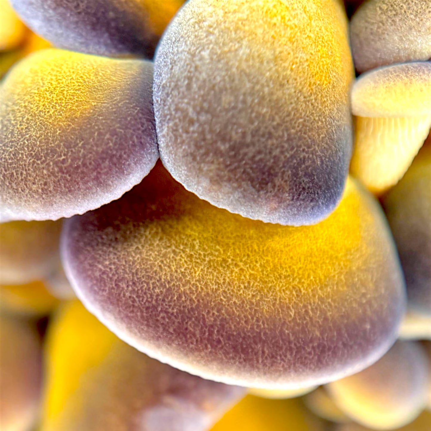 Close-up of textured yellow and Purple Mukitake (Sarcomyxa Serotina) mushooms