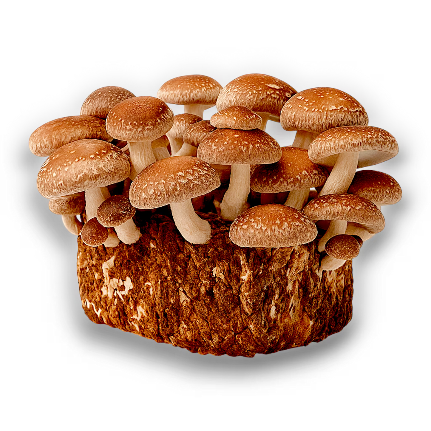Fruiting block of Shiitake (Lentinula Edodes) mushrooms on a white background.