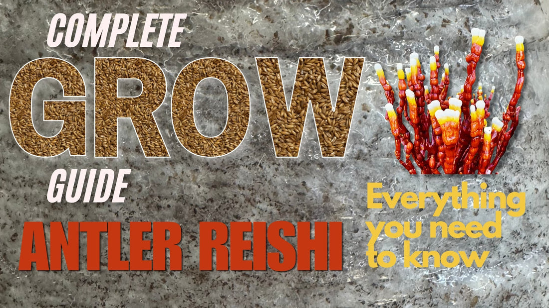 Blog post Banner on a complete guide on how to grow Antler Reishi Mushrooms
