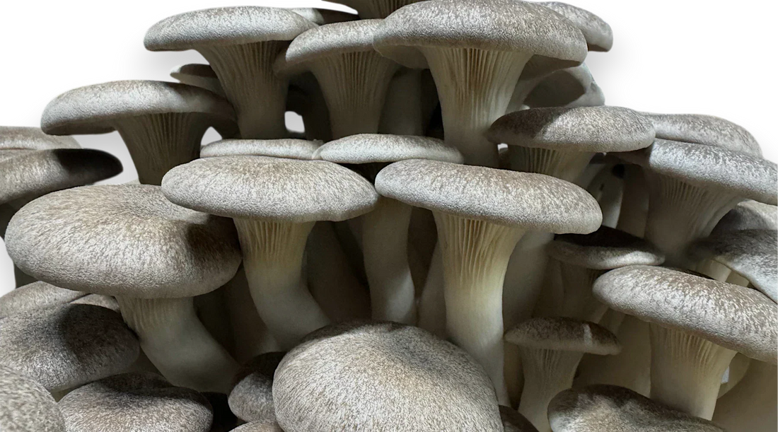 close up image of black pearl king mushrooms