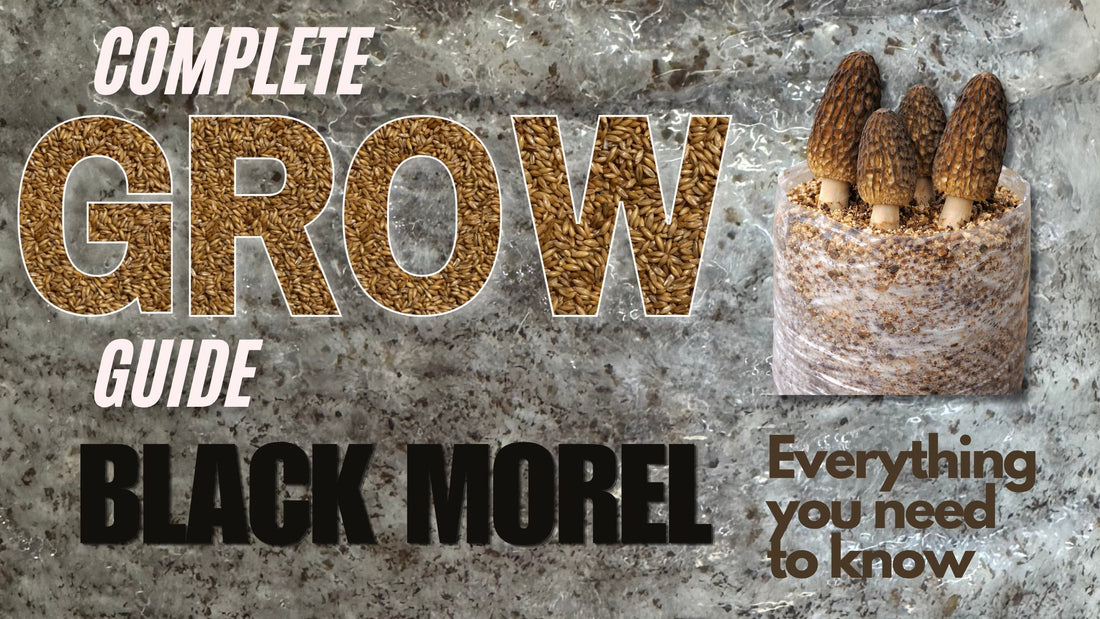 Blog post Banner on a complete guide on how to grow Black Morel Mushrooms
