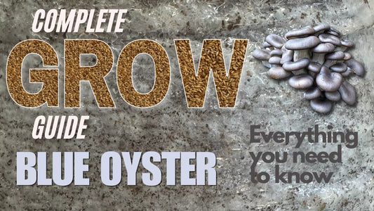 Blog post Banner on a complete guide on how to grow Blue Oyster Mushrooms