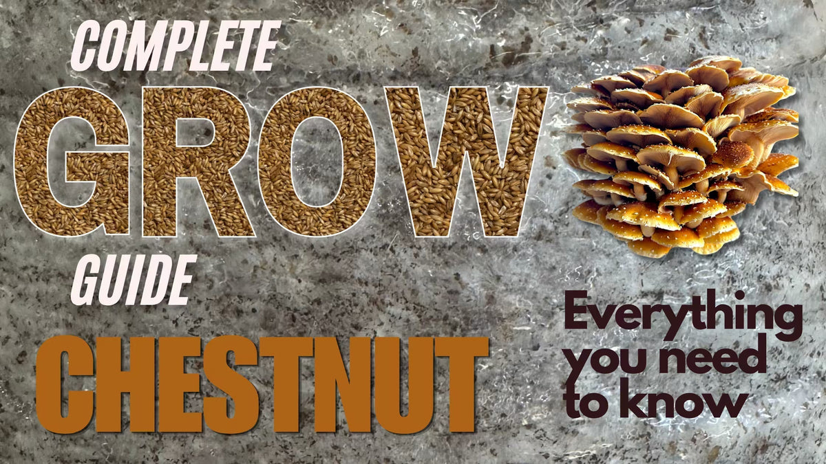 How to Grow Chestnut Mushrooms | Complete Grow Guide – Rhizo Funga
