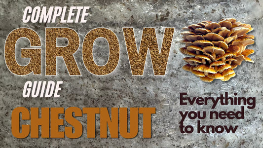 Blog post Banner on a complete guide on how to grow Chestnut Mushrooms