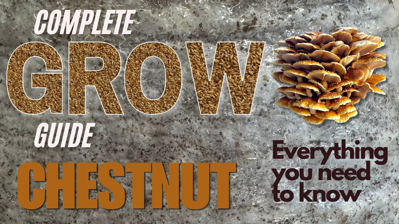 Blog post Banner on a complete guide on how to grow Chestnut Mushrooms