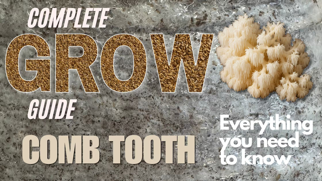 Blog post Banner on a complete guide on how to grow Comb Tooth Mushrooms
