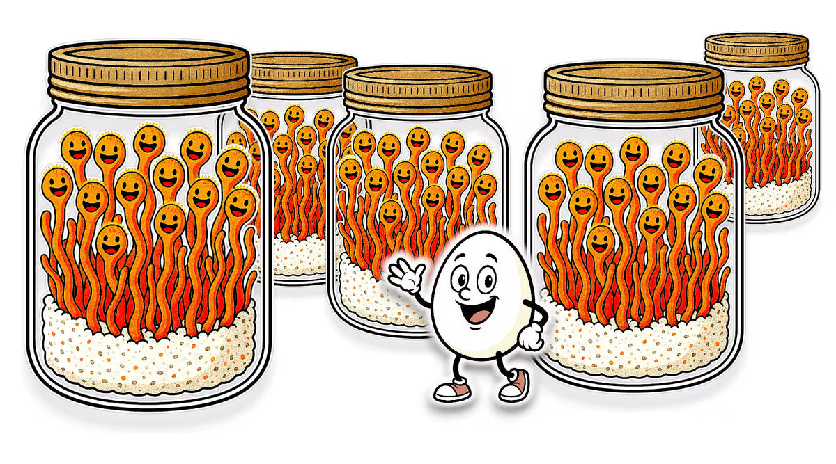 How to Grow Cordyceps with Game Changing Ingredient – Rhizo Funga
