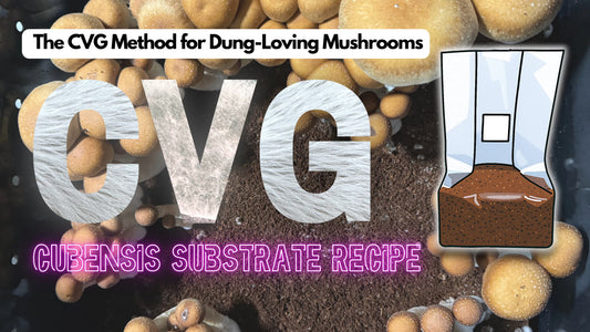 Article Banner on how to make CVG for dung loving mushrooms the cubensis substrate recipe