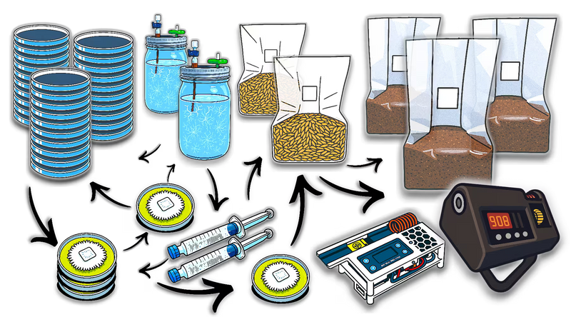 Mushroom Lab Cycle