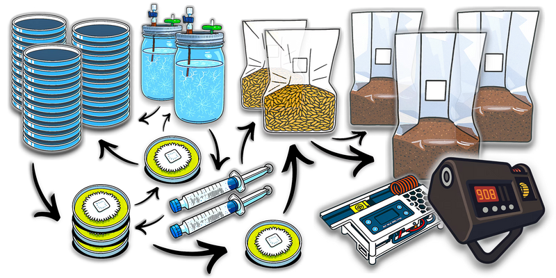 Is Growing Mushrooms Hard? How to Get Started Today