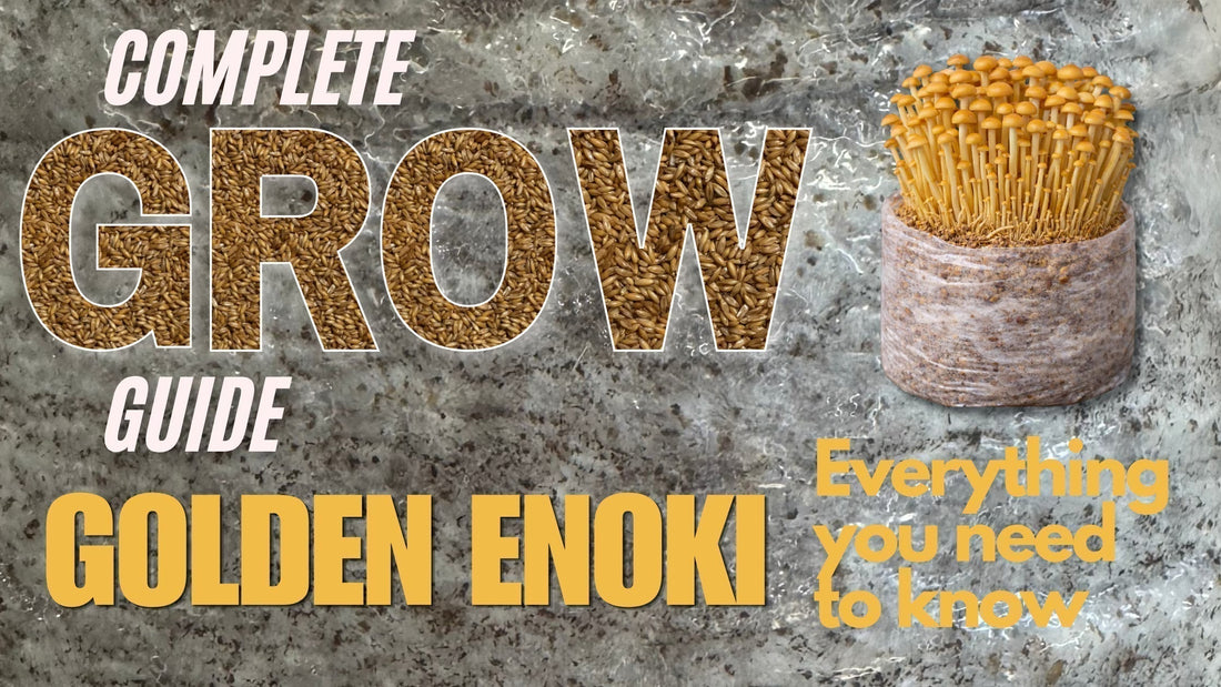 Blog post Banner on a complete guide on how to grow Golden Enoki Mushrooms