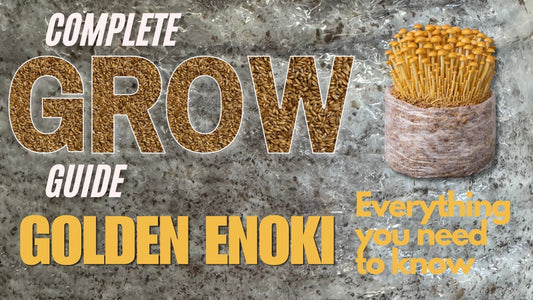 Blog post Banner on a complete guide on how to grow Golden Enoki Mushrooms