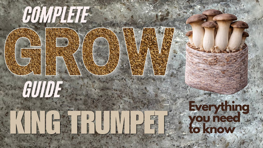 Blog post Banner on a complete guide on how to grow King Trumpet Mushrooms