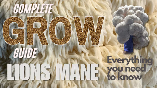 Blog post Banner on a complete guide on how to grow Lions Mane Mushrooms