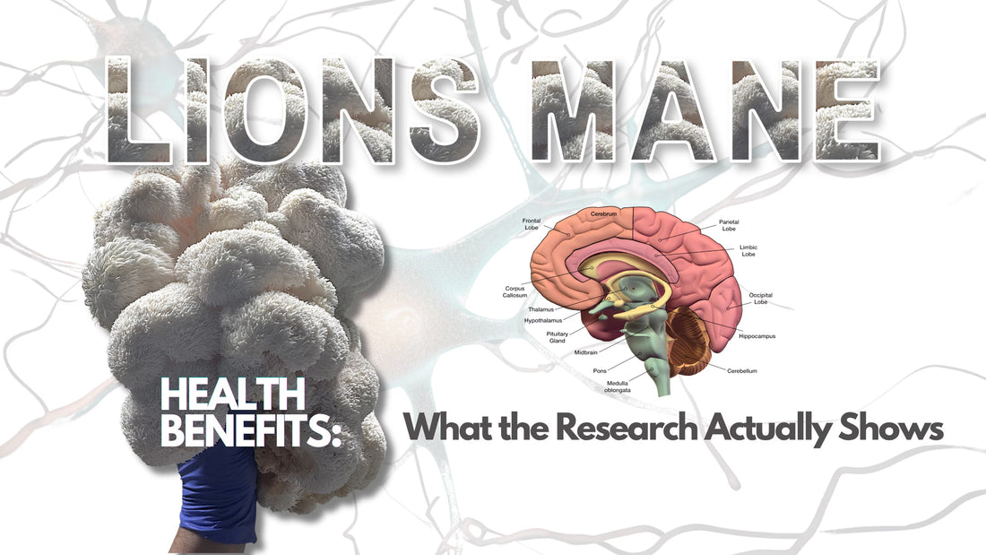 Fresh Lion's Mane mushroom (Hericium erinaceus) with dense white cascading spines, studied for brain and nerve health