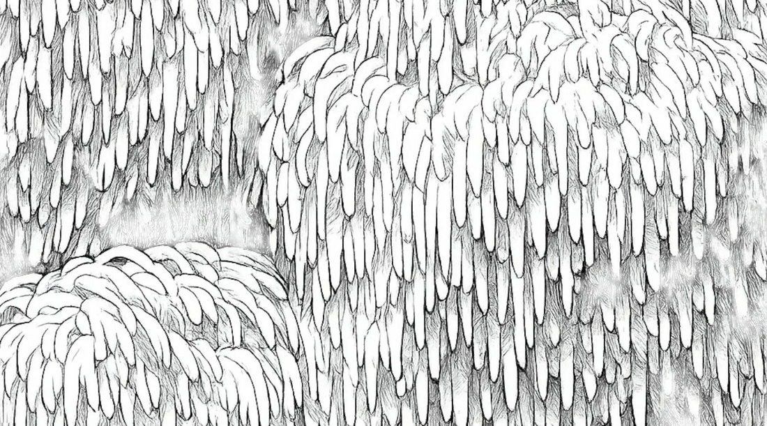 Close up of Lion's Mane drawn in pencil. 