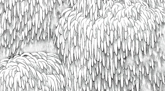 Close up of Lion's Mane drawn in pencil. 