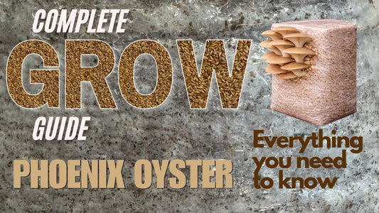 Blog post Banner on a complete guide on how to grow Phoenix Oyster Mushrooms