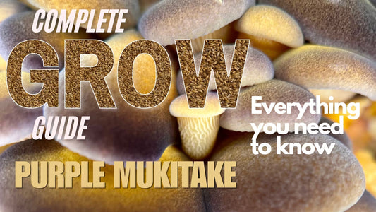 Blog post Banner on a complete guide on how to grow Purple Mukitake Mushrooms