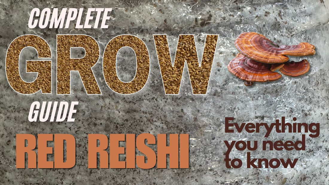 Blog post Banner on a complete guide on how to grow Red Reishi Mushrooms