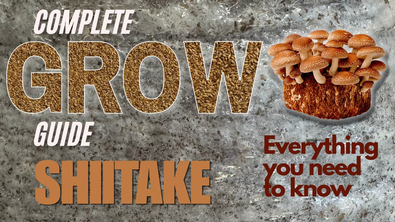 Blog post Banner on a complete guide on how to grow Shiitake Mushrooms