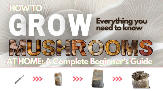 Blog Post Banner on how to grow mushrooms at home