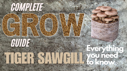 Blog post Banner on a complete guide on how to grow Tiger Sawgill Mushrooms