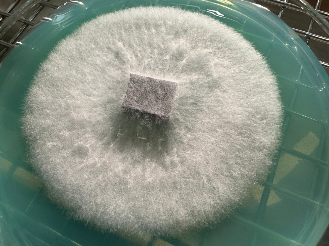 The Best Agar Recipe for Mycology (Complete Tek) - Rhizo Funga
