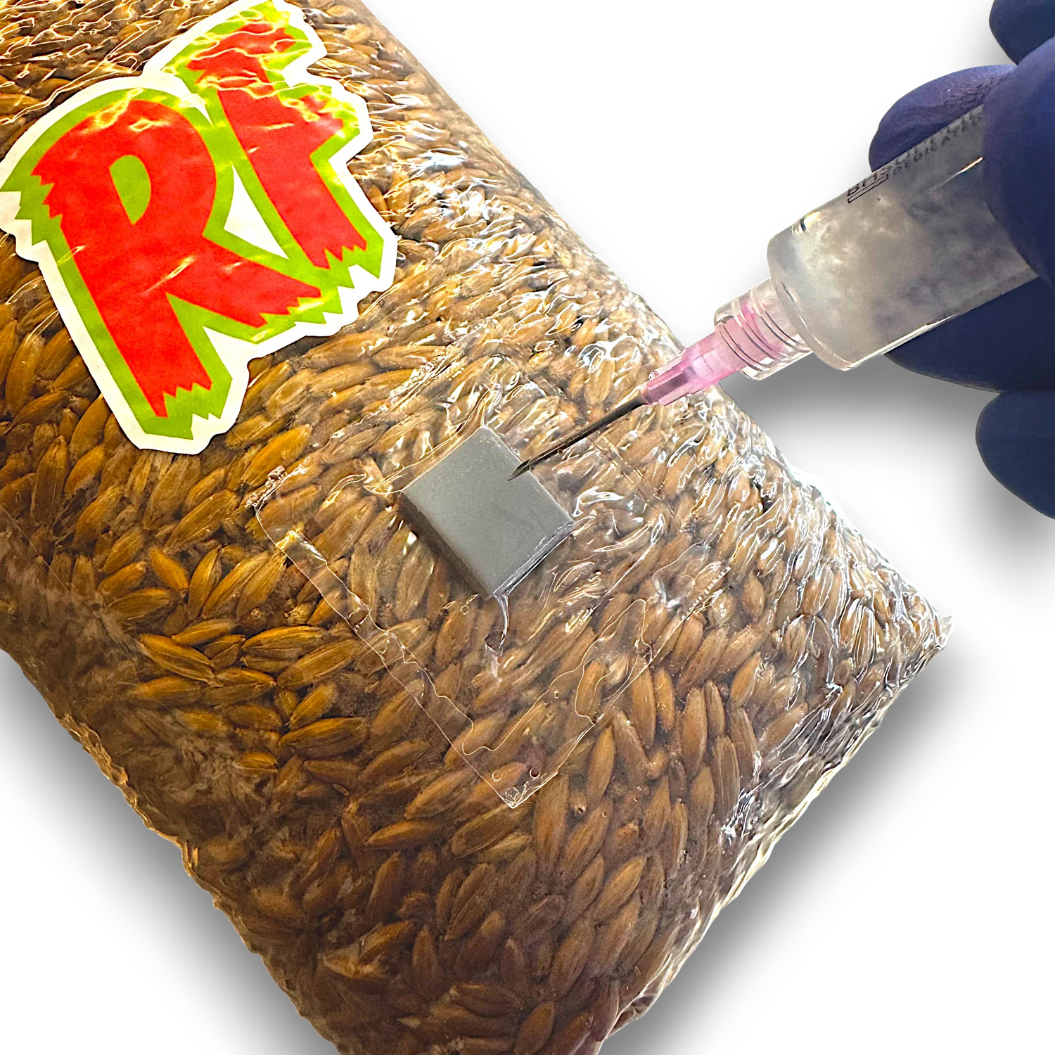 Liquid Culture Syringe inoculating grain spaw bagn